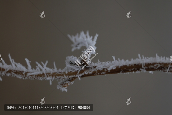 瓜蔓上的冰晶
