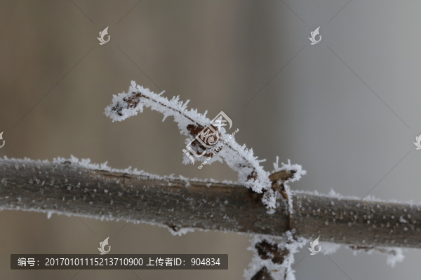 樹掛