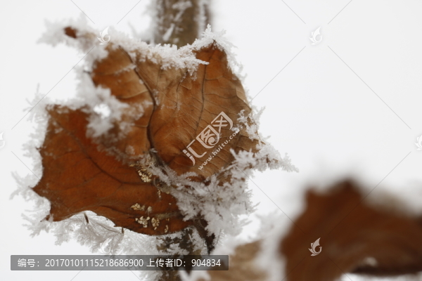 樹葉上的冰晶
