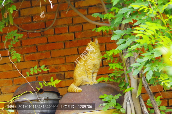 紫藤樹(shù)下的小花貓