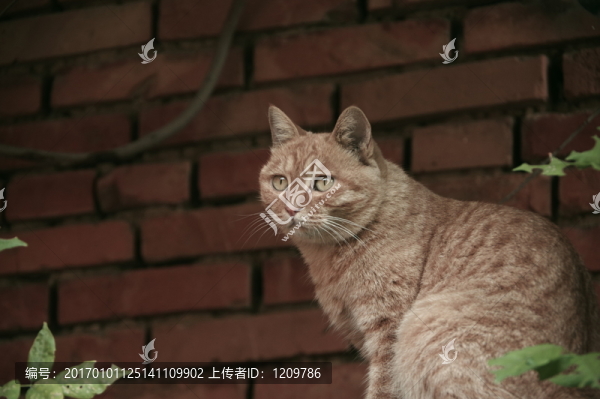 小花貓