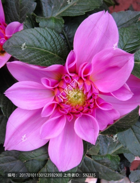 鮮花