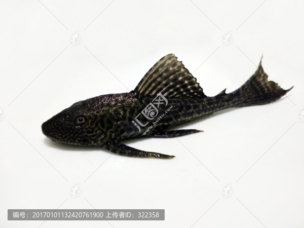 熱帶魚(yú)清道夫,水族箱工具魚(yú)