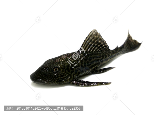 熱帶魚清道夫,水族箱工具魚
