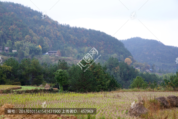 田野
