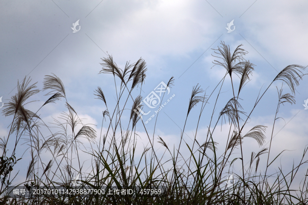 野草