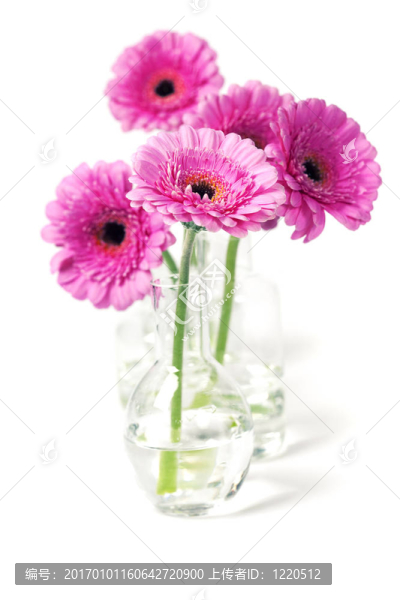 非洲菊