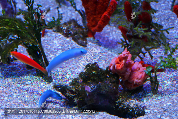 熱帶魚