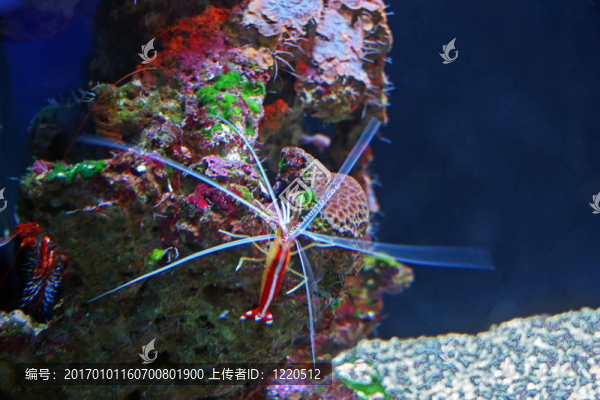 熱帶魚