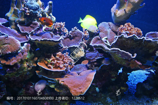 熱帶魚