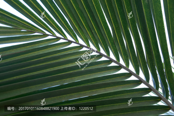 綠棕櫚葉