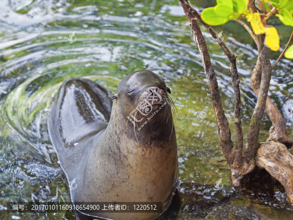 海獅的肖像