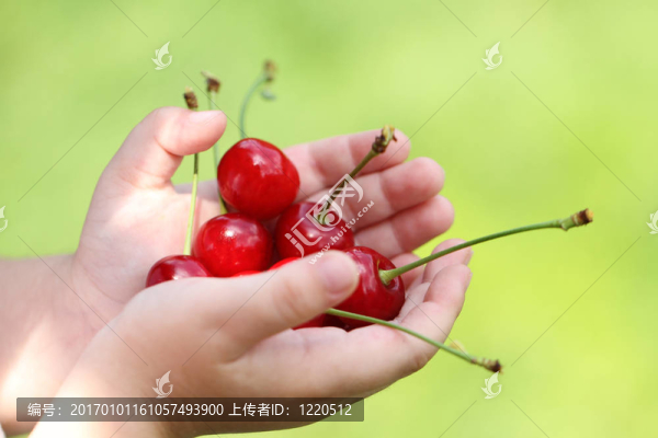 孩子手中的一些甜櫻桃