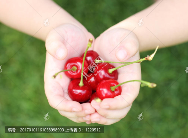 孩子手中的一些甜櫻桃
