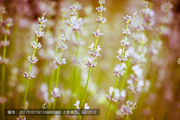 薰衣草花田。特寫細(xì)節(jié)