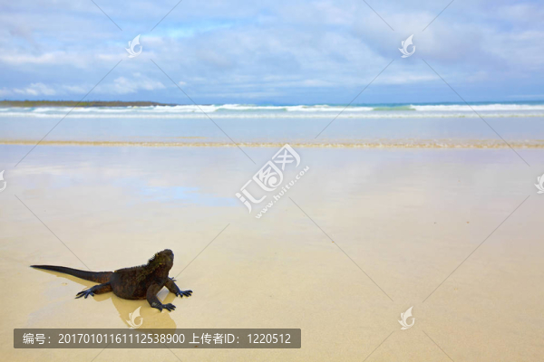 加拉帕戈斯海鬣蜥
