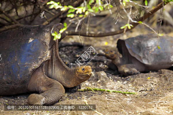 Galapagos龜