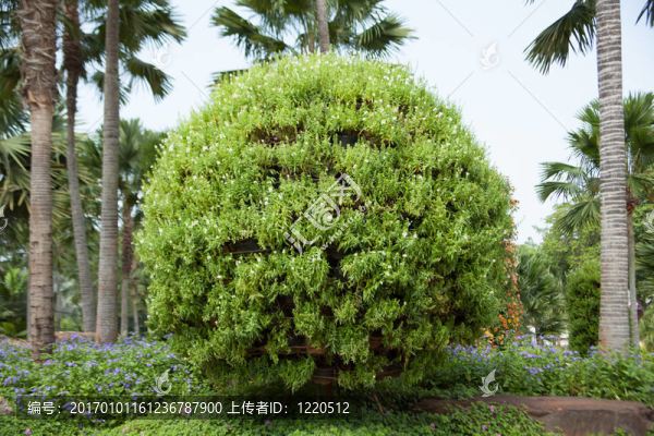 花園里的灌木。