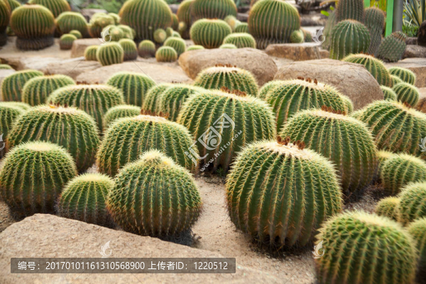 仙人掌