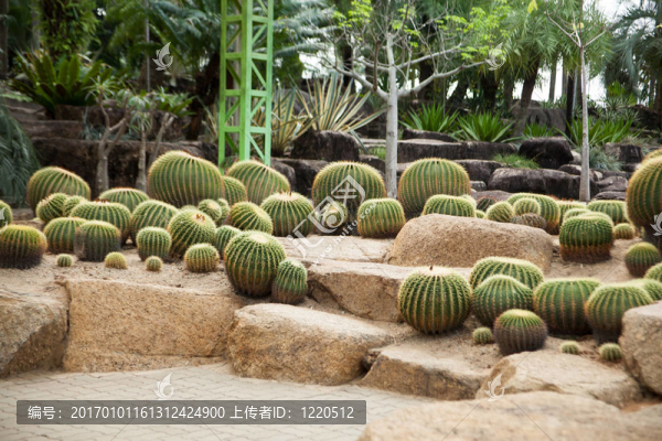 仙人掌