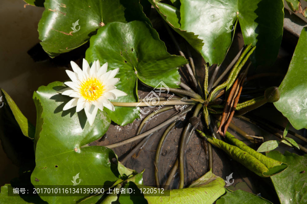 白蓮花