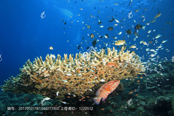 珊瑚reefscene