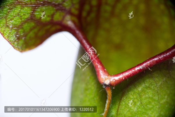 植物捕蠅草捕蠅草