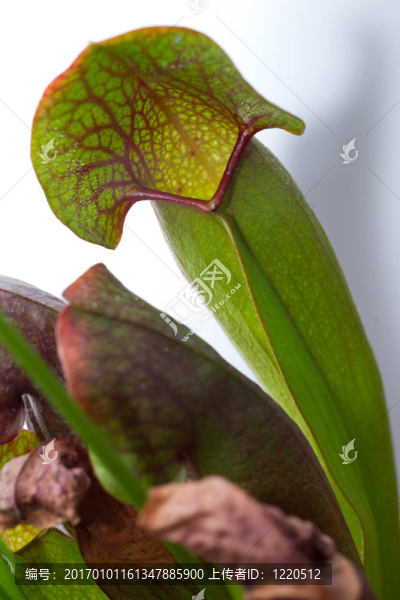 植物捕蠅草捕蠅草
