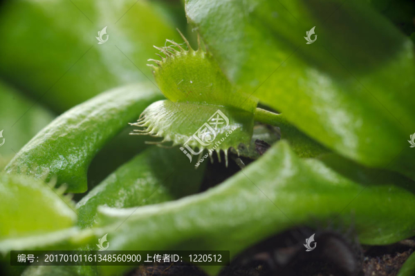 植物捕蠅草捕蠅草