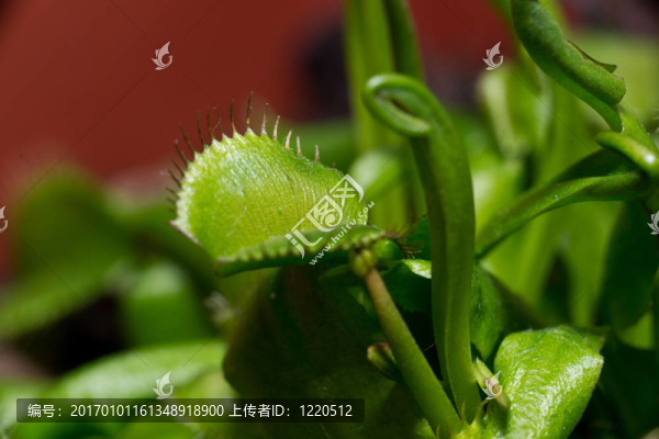 植物捕蠅草捕蠅草
