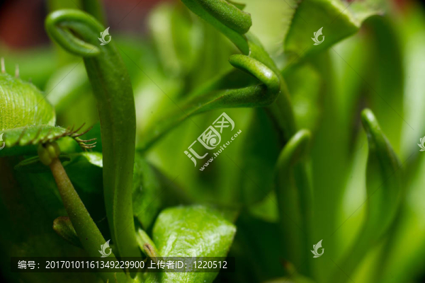 植物捕蠅草捕蠅草