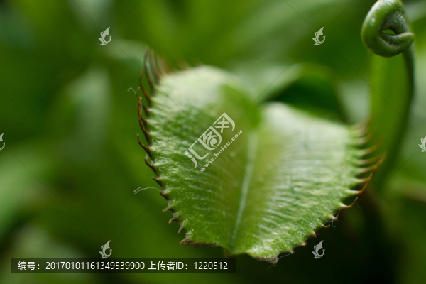 植物捕蠅草捕蠅草