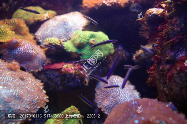 魚(yú)與海洋生物