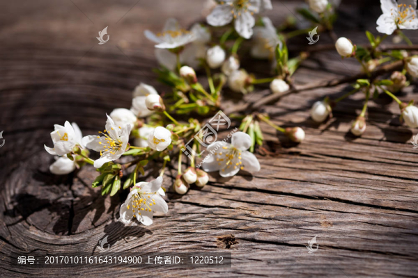 櫻桃開(kāi)花枝-匯圖網(wǎng) www.fosd68.com 櫻桃開(kāi)花枝