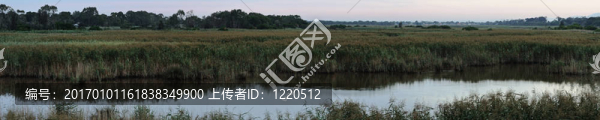 蘆葦全景在沼澤