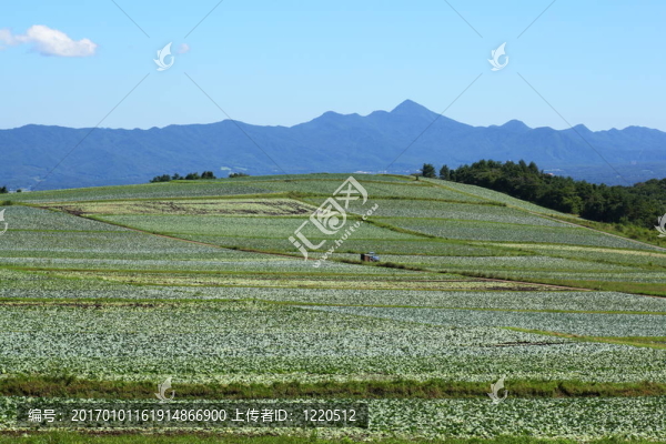 甘藍(lán)田