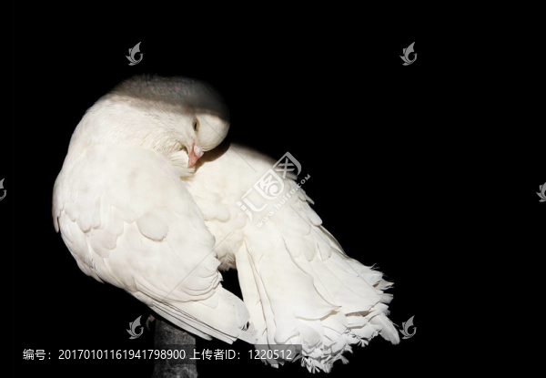 美麗的白鴿