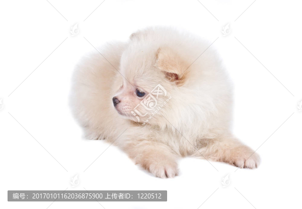 博美犬斯皮茨狗在白色背景