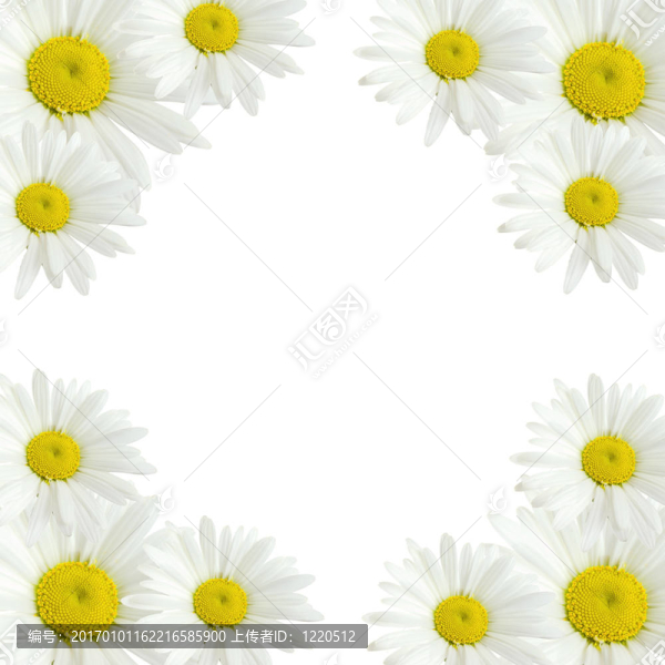 甘菊