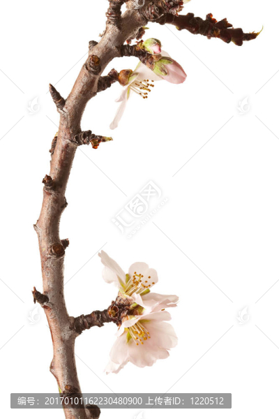 白色背景上開花的梅花枝