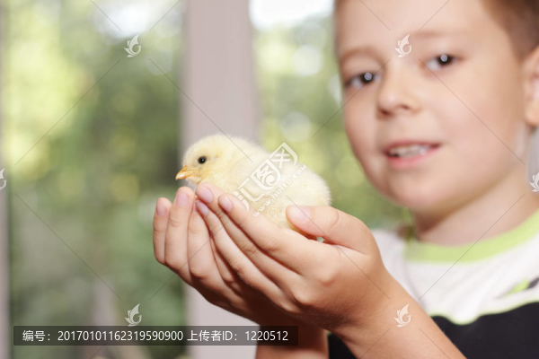 男孩的小雞