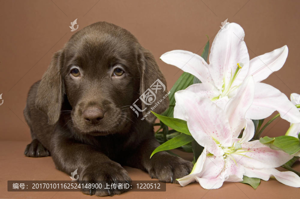 小狗花