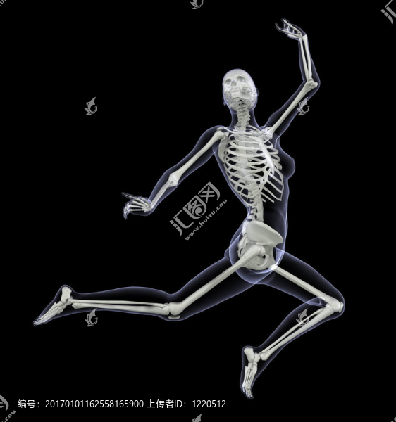 運(yùn)動(dòng)中的骨骼-女人的跳躍