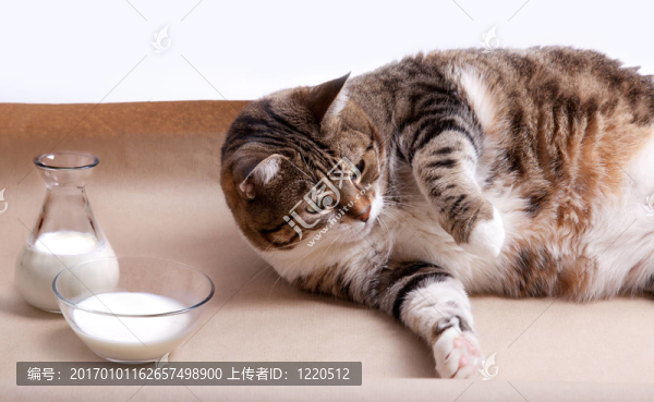 帶奶的肥貓