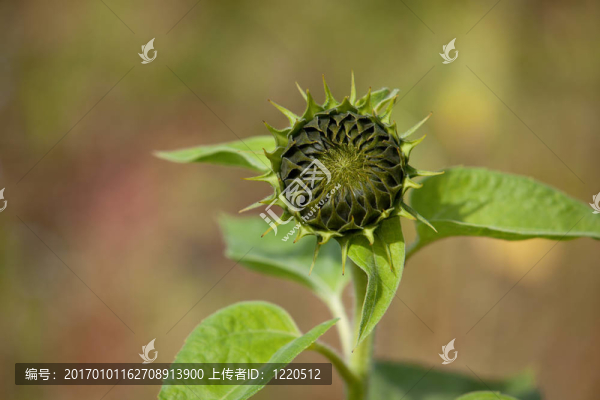 向日葵向日葵-匯圖網(wǎng) www.fosd68.com 向日葵向日葵