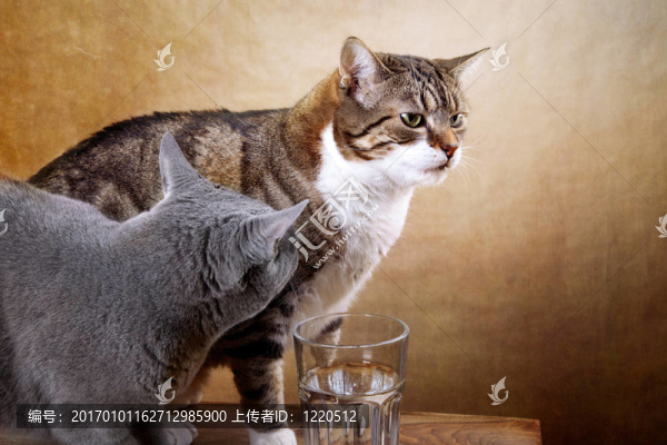 兩只貓