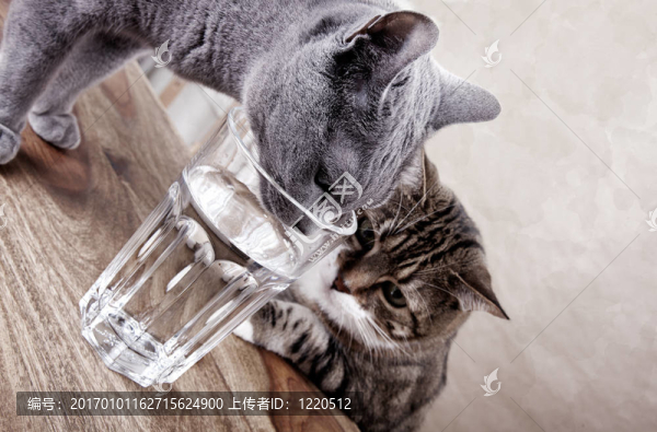 兩只貓