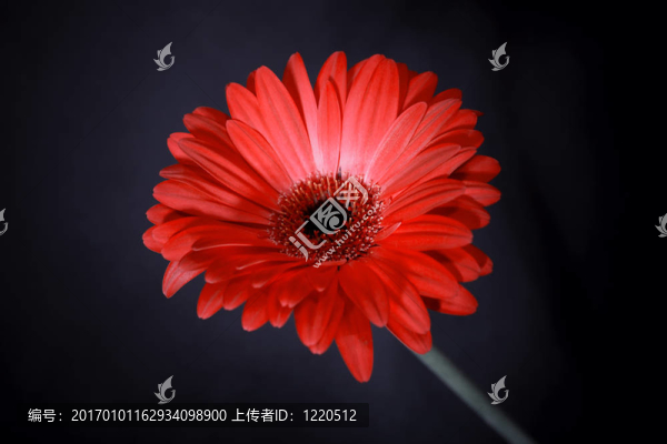 在黑色背景上的紅太陽