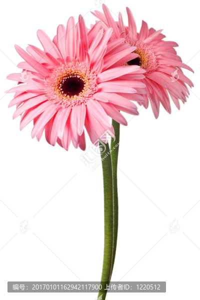 粉紅色的雛菊