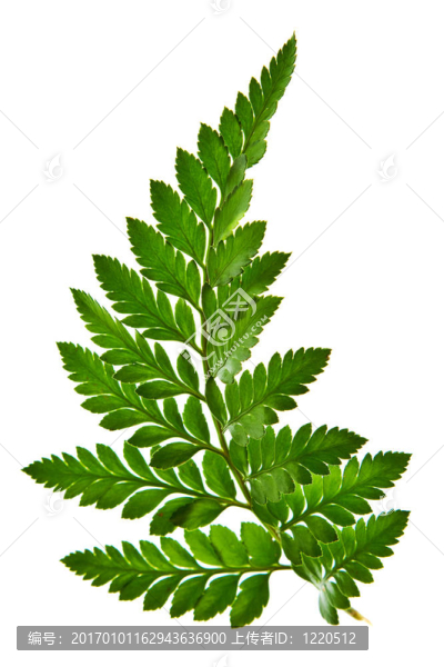 綠蕨葉